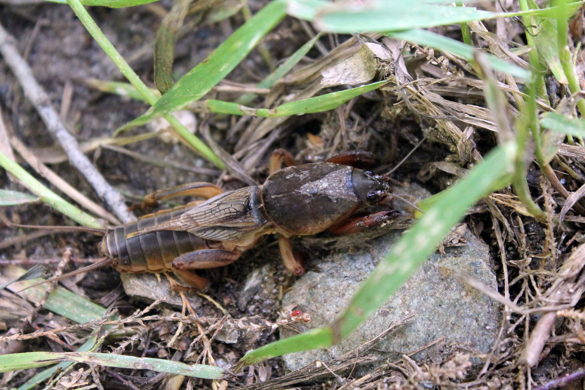 Dế chũi châu Âu (Gryllotalpa gryllotalpa) dài 4-4,5 cm, phân bố ở châu Âu. Loài này dùng đôi chân trước khỏe để đào bới giống một con chuột chũi nhỏ. Chúng sống ở các đồng cỏ và bờ dốc gần sông, nơi đất ẩm và pha cát. Ảnh: iNaturalist.