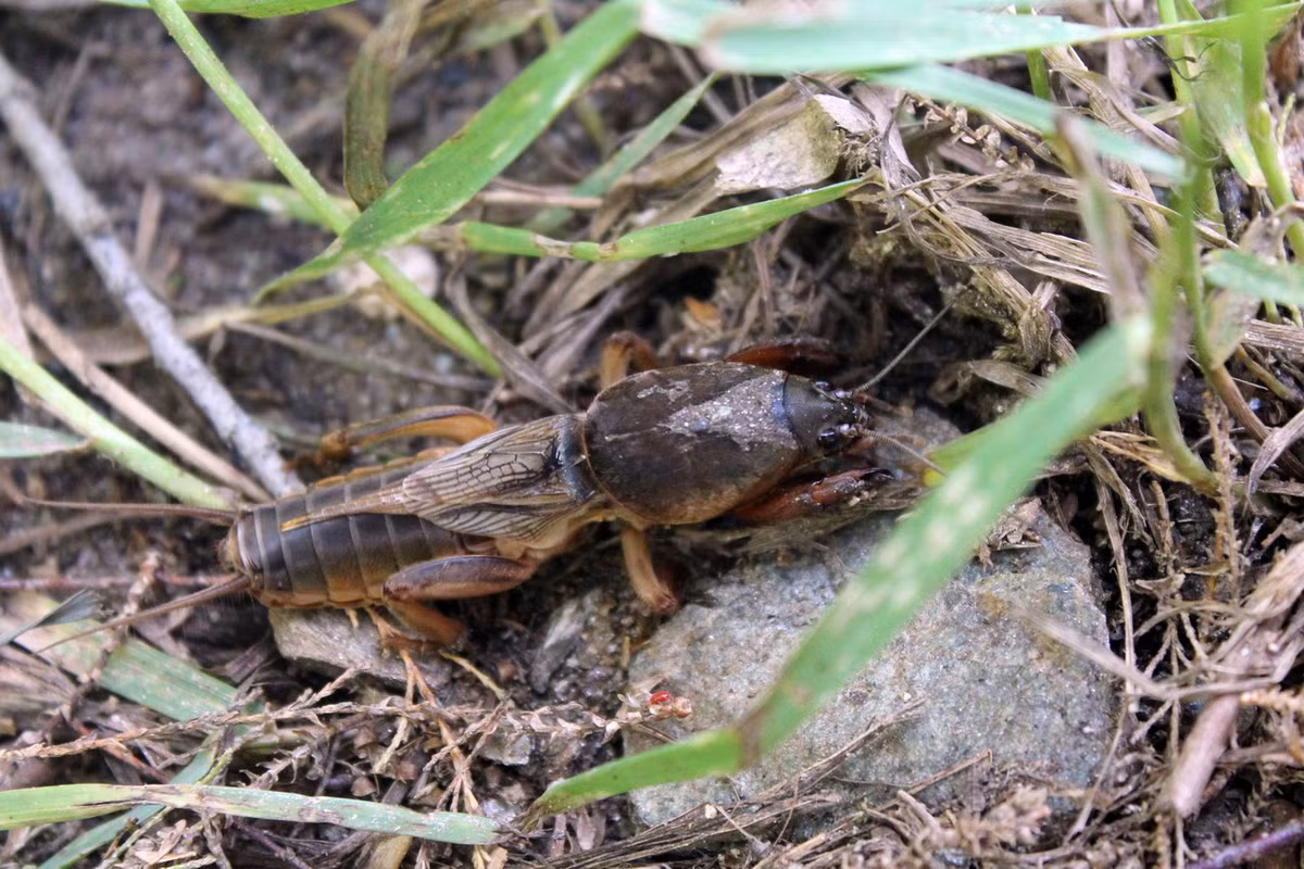 Dế chũi châu Âu (Gryllotalpa gryllotalpa) dài 4-4,5 cm, phân bố ở châu Âu. Loài này dùng đôi chân trước khỏe để đào bới giống một con chuột chũi nhỏ. Chúng sống ở các đồng cỏ và bờ dốc gần sông, nơi đất ẩm và pha cát. Ảnh: iNaturalist.