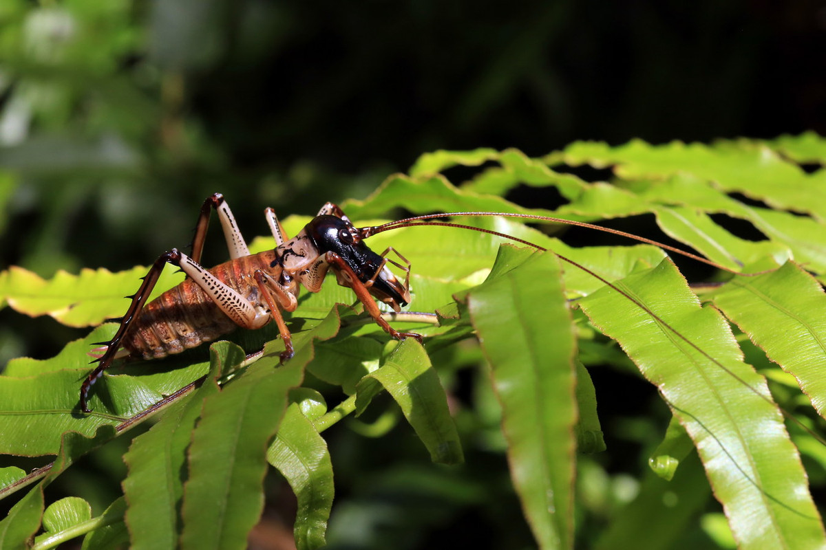 Dế không cánh Wellington (Hemideina crassidens) dài 5 cm, là loài côn trùng đặc hữu của New Zealand. Loài này sống trong các gốc cây cụt và gỗ mục, hoạt động về đêm. Chúng ăn xác thực vật và côn trùng nhỏ. Ảnh: Academic Accelerator.