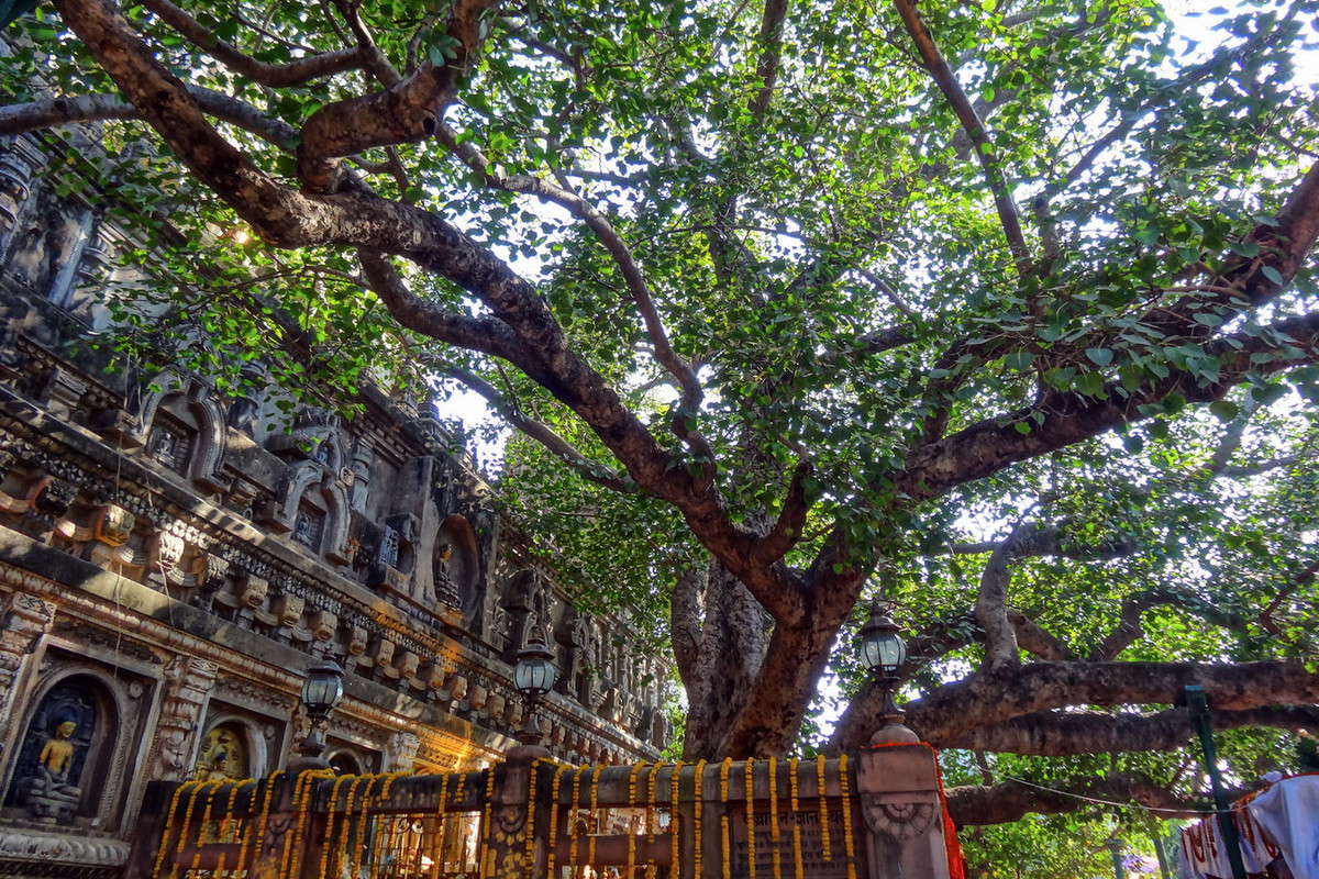 Theo sử sách Phật giáo, vào khoảng năm 500 TCN, Đức Phật - khi đó là một nhà tu hành đi khất thực, đến bờ sông Falgu ở gần thành phố Gaya. Ở đây, Ngài đã ngồi thiền dưới bóng cây bồ đề. Ảnh: The Buddhist Review.