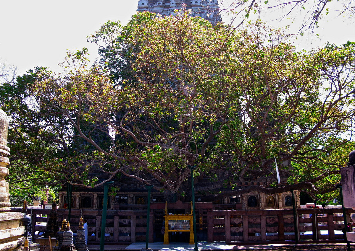 Bên cạnh ngôi chùa, về phía Tây là cây bồ đề linh thiêng, hậu duệ của cây bồ đề gắn liền với sự giác ngộ của Đức Phật. Ảnh: Wikipedia.