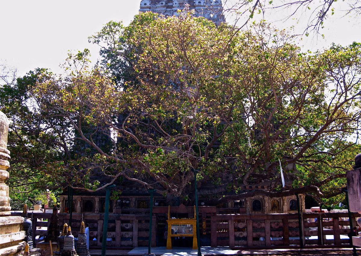 Bên cạnh ngôi chùa, về phía Tây là cây bồ đề linh thiêng, hậu duệ của cây bồ đề gắn liền với sự giác ngộ của Đức Phật. Ảnh: Wikipedia.