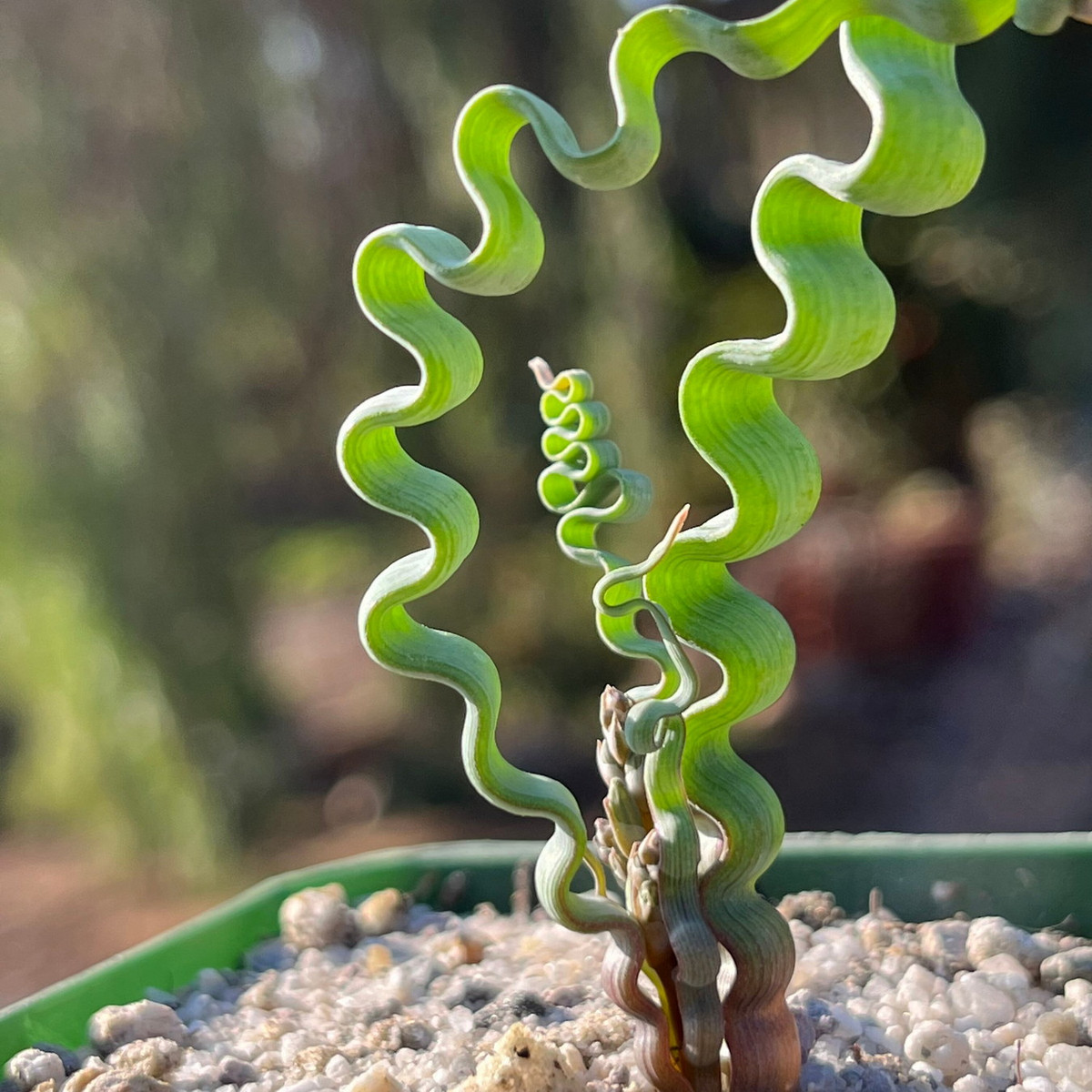 Để giâm lá, những gì phải làm là dùng kéo vô trùng để cắt rời chiếc lá, để yên trong vài ngày rồi đặt nó trên đất ẩm vừa phải. Cần tưới nước bất cứ khi nào đất khô. Sau ít ngày, rễ sẽ mọc và cây mới dần dần phát triển từ chiếc lá. Ảnh: Etsy.