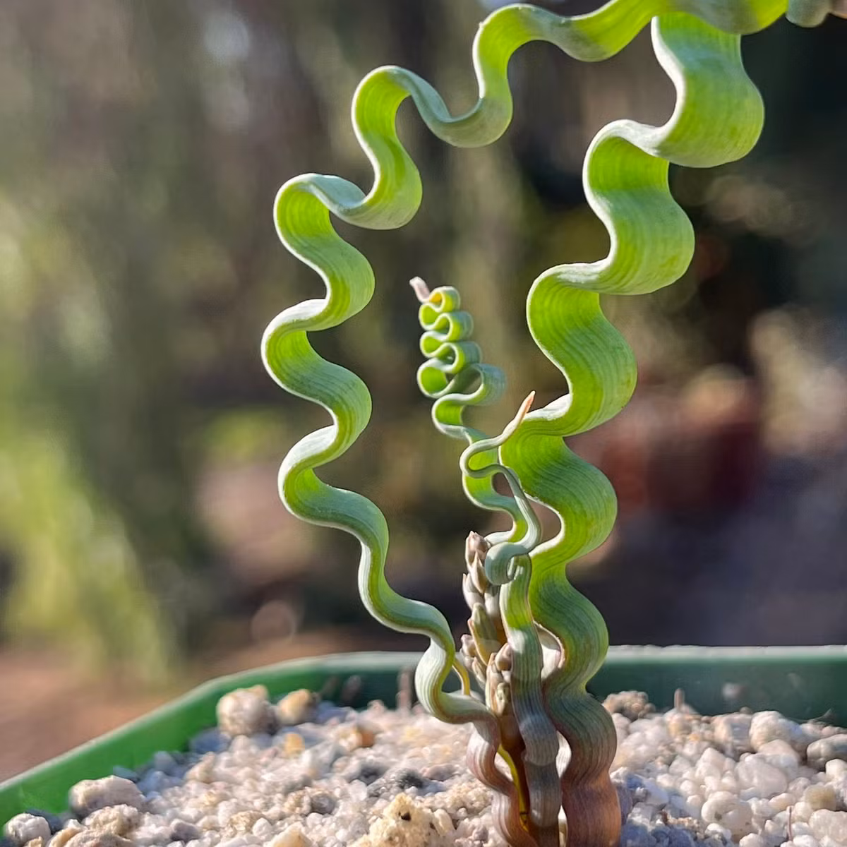 Để giâm lá, những gì phải làm là dùng kéo vô trùng để cắt rời chiếc lá, để yên trong vài ngày rồi đặt nó trên đất ẩm vừa phải. Cần tưới nước bất cứ khi nào đất khô. Sau ít ngày, rễ sẽ mọc và cây mới dần dần phát triển từ chiếc lá. Ảnh: Etsy.