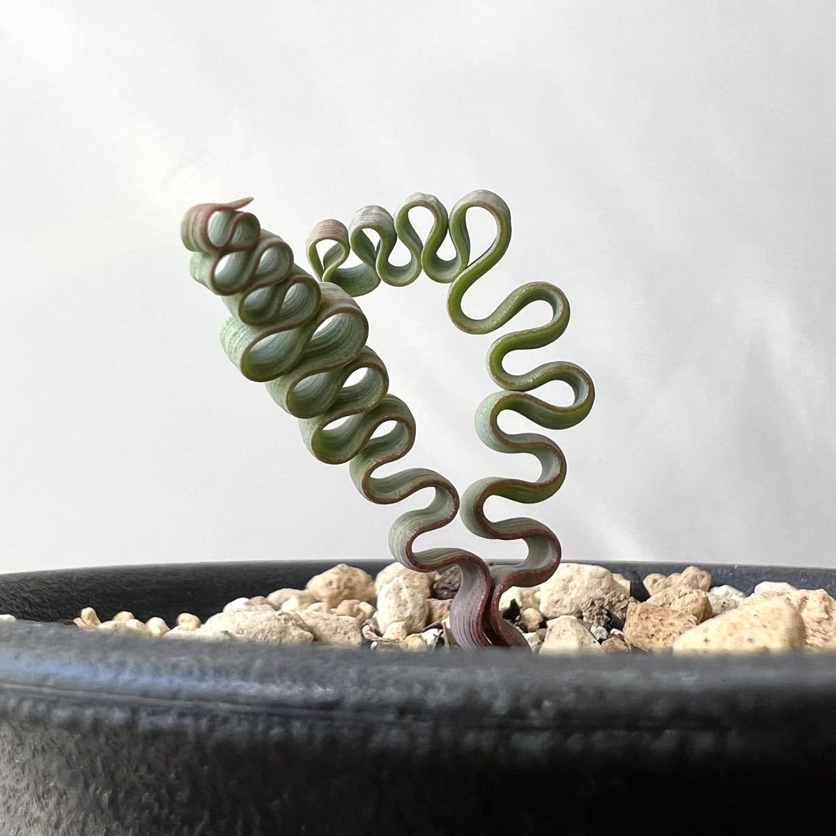 Loài cây này có thể được nhân giống từ hạt hoặc bằng cách giâm lá. Nhân giống từ hạt có thể mất đến 3 năm để cây phát triển đầy đủ, trong khi giâm lá sẽ tiết kiệm thời gian hơn nhiều. Ảnh: Wikipedia.