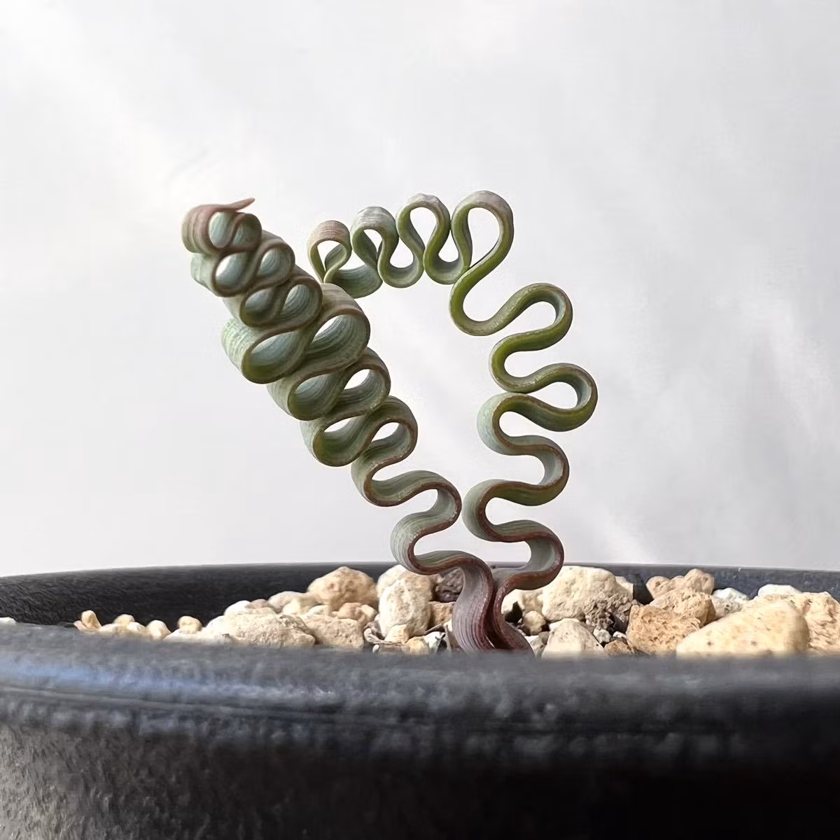 Loài cây này có thể được nhân giống từ hạt hoặc bằng cách giâm lá. Nhân giống từ hạt có thể mất đến 3 năm để cây phát triển đầy đủ, trong khi giâm lá sẽ tiết kiệm thời gian hơn nhiều. Ảnh: Wikipedia.