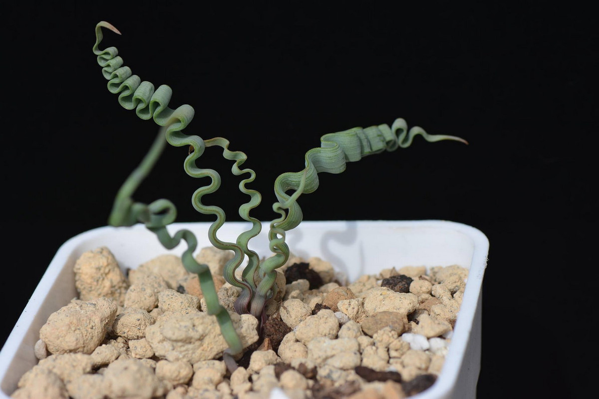 Hình dạng đặc thù của loài cây này gợi lên những liên tưởng thú vị. Những người mê ăn uống sẽ nghĩ đến những sợi mì xoăn tít, trong khi người mê nghệ thuật có thể thấy giống nét vẽ uốn lượn của danh họa Salvador Dali. Ảnh: Reddit.