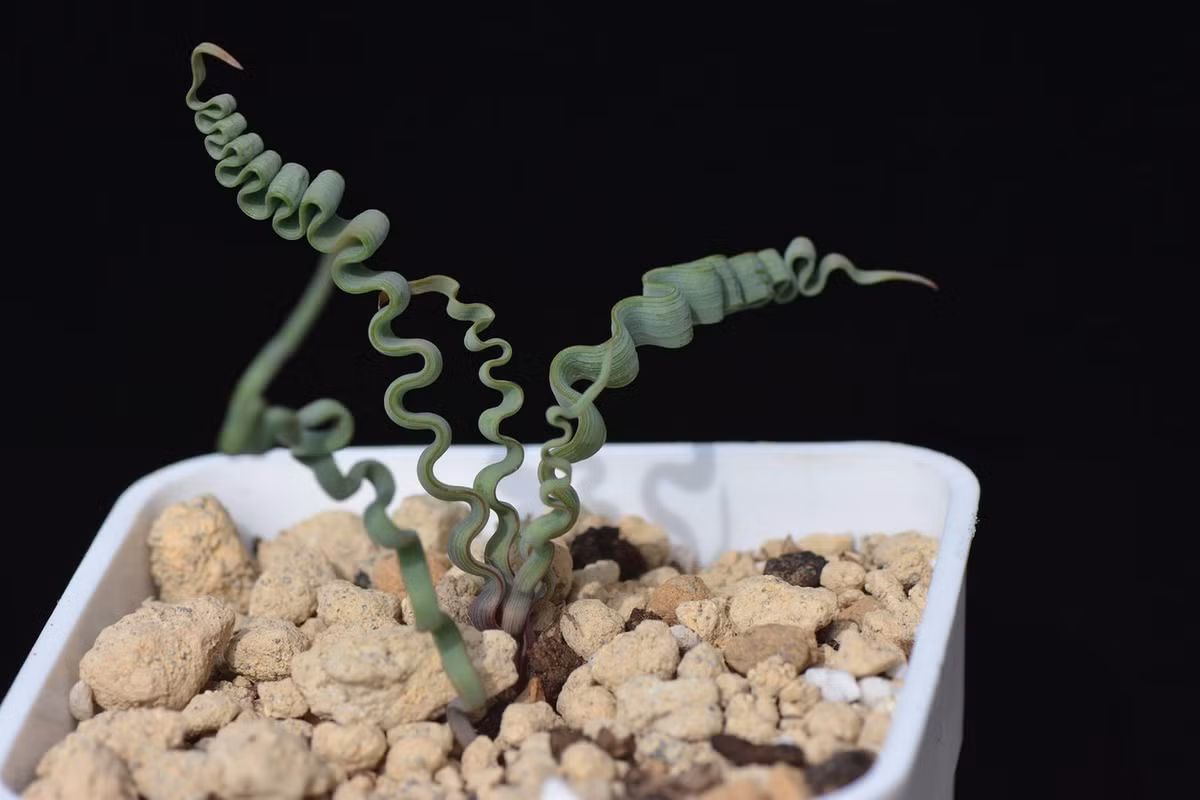 Hình dạng đặc thù của loài cây này gợi lên những liên tưởng thú vị. Những người mê ăn uống sẽ nghĩ đến những sợi mì xoăn tít, trong khi người mê nghệ thuật có thể thấy giống nét vẽ uốn lượn của danh họa Salvador Dali. Ảnh: Reddit.