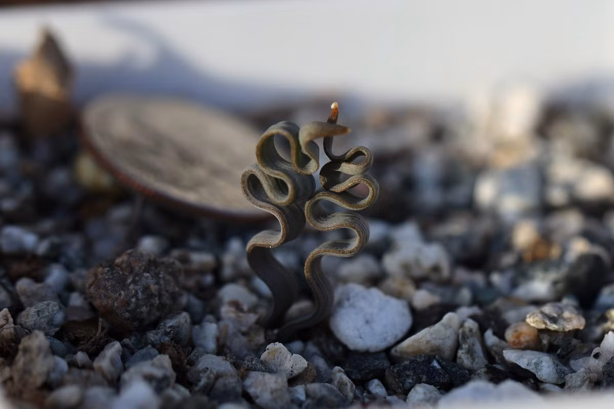 Cây Trachyandra tortilis sống hơn 100 năm trong điều kiện lý tưởng. Vì vậy, nếu được chăm sóc thích hợp, cây có thể được truyền lại qua nhiều thế hệ người trồng. Ảnh: Etsy.