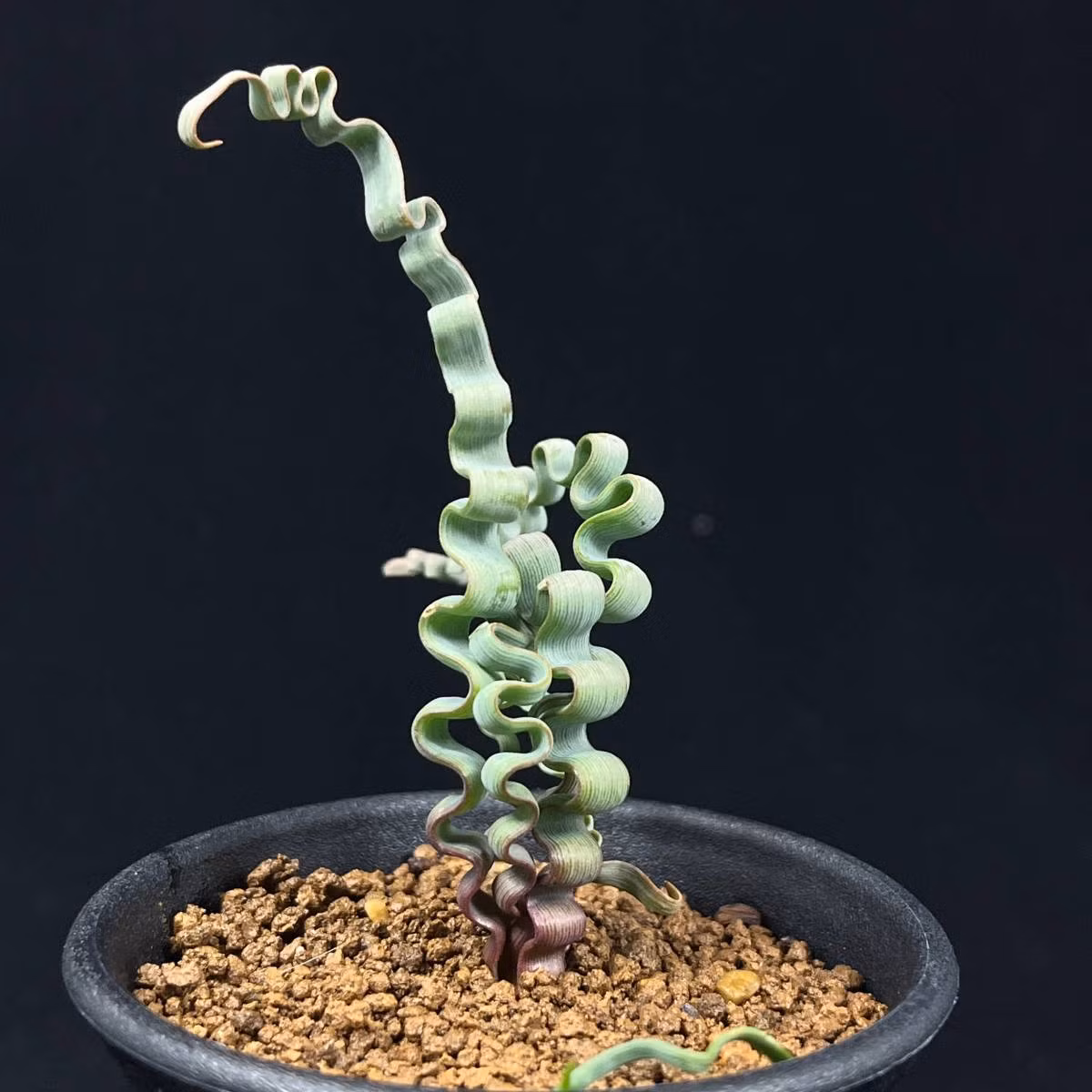 Trên thị trường, loài cây xoăn tít này rất hiếm, có giá cao và cũng chưa có một tên gọi phổ thông. Với sự quan tâm ngày càng tăng của người chơi cây, rất có thể trong tương lai gần, chúng sẽ trở thành một loại cây cảnh phổ biến. Ảnh: オークフリー.