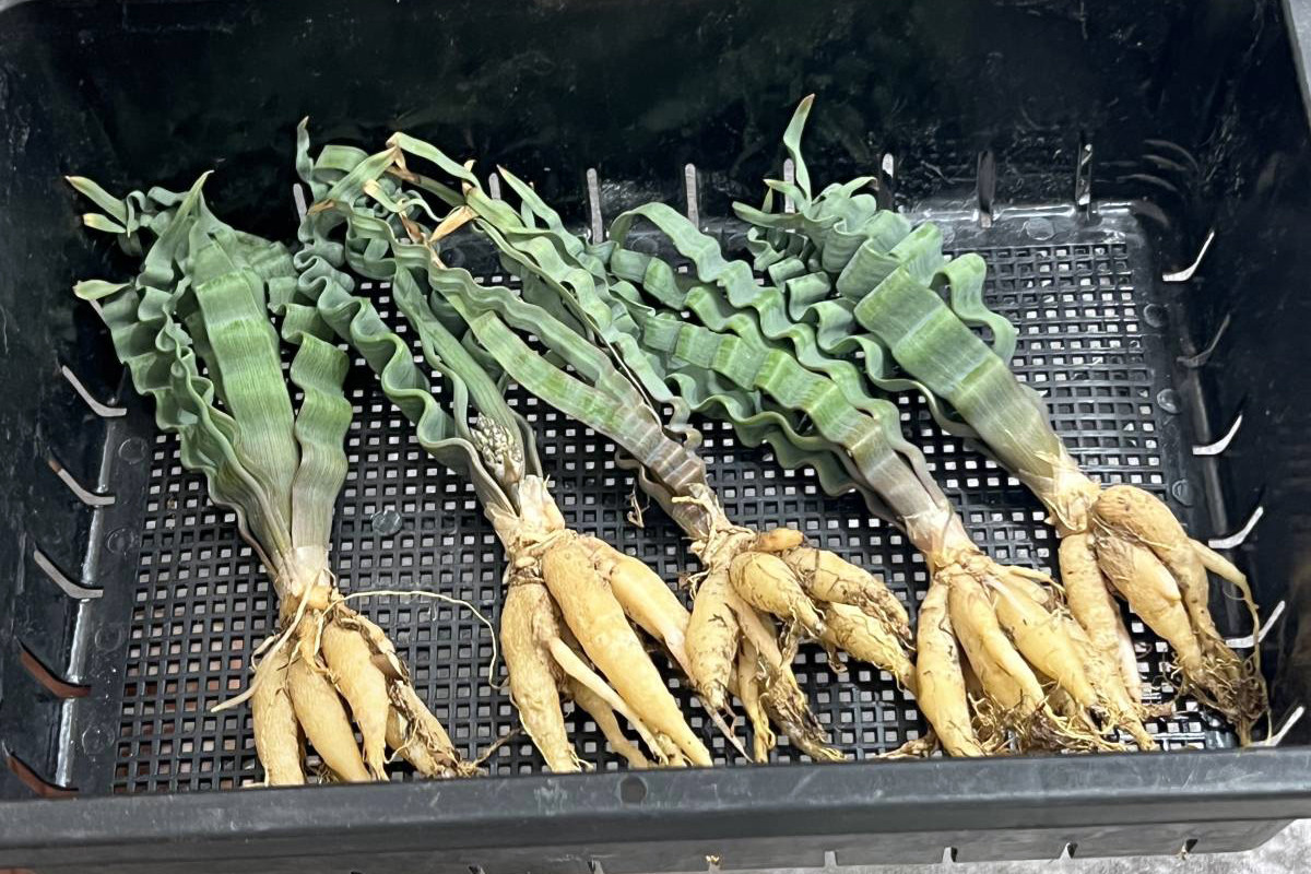 Rễ cây phình to thành củ chứa nhiều nước, một đặc điểm thích nghi với điều kiện sống khô hạn trong tự nhiên của loài cây này. Ảnh: 落札相場アーカイブ.