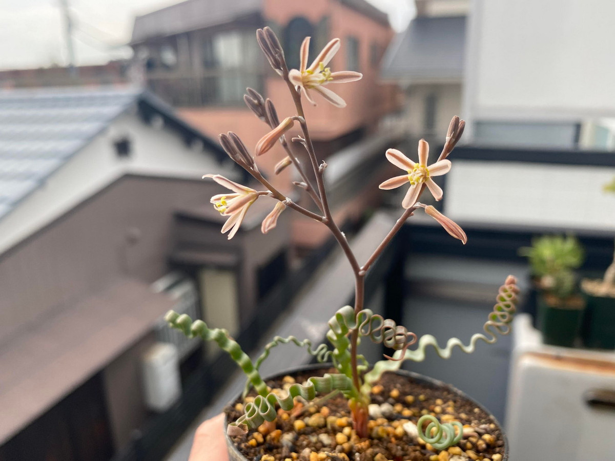 Vào cuối mùa đông và đầu mùa xuân, cây Trachyandra tortilis trổ hoa với những bông hoa màu trắng đến phớt hồng treo trên một cuống hoa rắn chắc mọc lên từ gốc cây. Hoa chỉ nở một ngày rồi tàn. Ảnh: r/Caudex / Reddid.