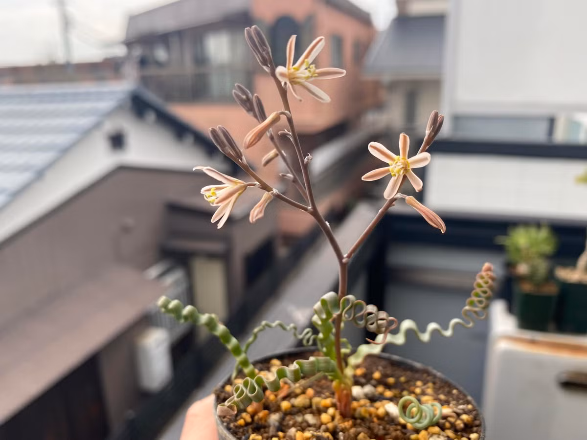 Vào cuối mùa đông và đầu mùa xuân, cây Trachyandra tortilis trổ hoa với những bông hoa màu trắng đến phớt hồng treo trên một cuống hoa rắn chắc mọc lên từ gốc cây. Hoa chỉ nở một ngày rồi tàn. Ảnh: r/Caudex / Reddid.