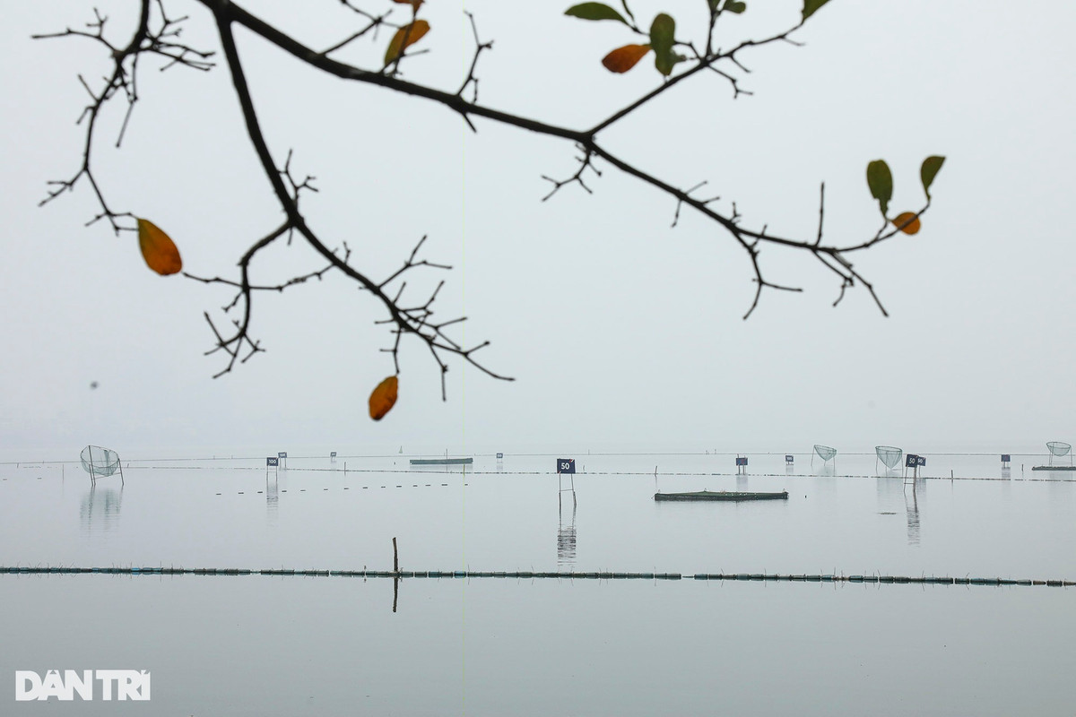 Những chiếc lá cây lộc vừng ngả vàng nổi bật trên nền sương trắng, như một dấu hiệu nhận diện các mùa trong năm.