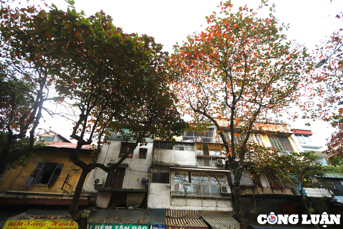 Mùa lá đỏ cũng là một trong những mùa đẹp nhất trong năm ở Hà Nội. Sắc đỏ vàng trên cây cùng với những mái nhà cổ kính hiện lên giữa trời đông càng làm cho lòng người thêm nhẹ nhàng, ấm áp.
