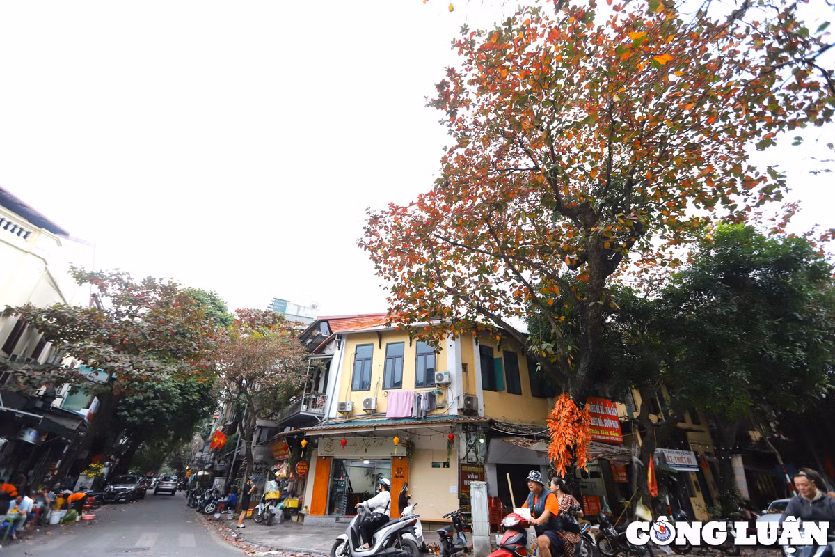 Cây bàng có tên khoa học là Terminalia catappa, thuộc họ trâm bầu. Bàng thuộc loại cây thân gỗ lớn sinh trưởng tại các vùng nhiệt đới. Cây bàng có thể cao tới 35 m, các tán lá thẳng, đối xứng mọc trên các cành ngang. Cây càng già, tán lá càng phẳng dần tạo thành hình cái bát trải rộng. Tại các nước nhiệt đới như Việt Nam, cây bàng được trồng nhiều để lấy bóng mát.