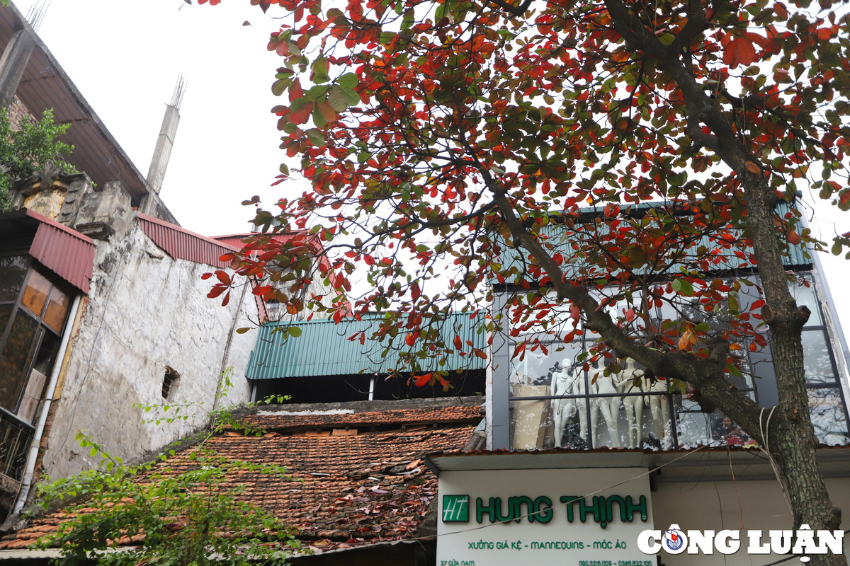 Từ nội đô đến ngoại thành, cây bàng mùa thay lá đỏ vẫn luôn là một khoảng trời tuổi thơ của nhiều người...