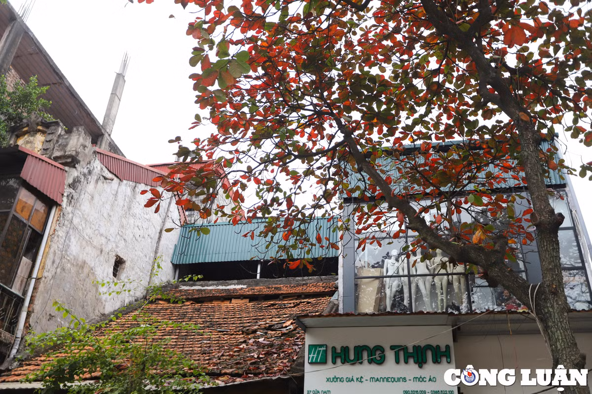 Từ nội đô đến ngoại thành, cây bàng mùa thay lá đỏ vẫn luôn là một khoảng trời tuổi thơ của nhiều người...