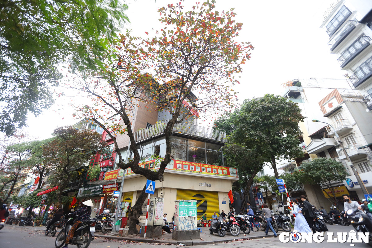 Mọi ngõ ngách của Hà Nội, chúng ta đều dễ thấy được hình ảnh những cây bằng với sắc lá rực đỏ.