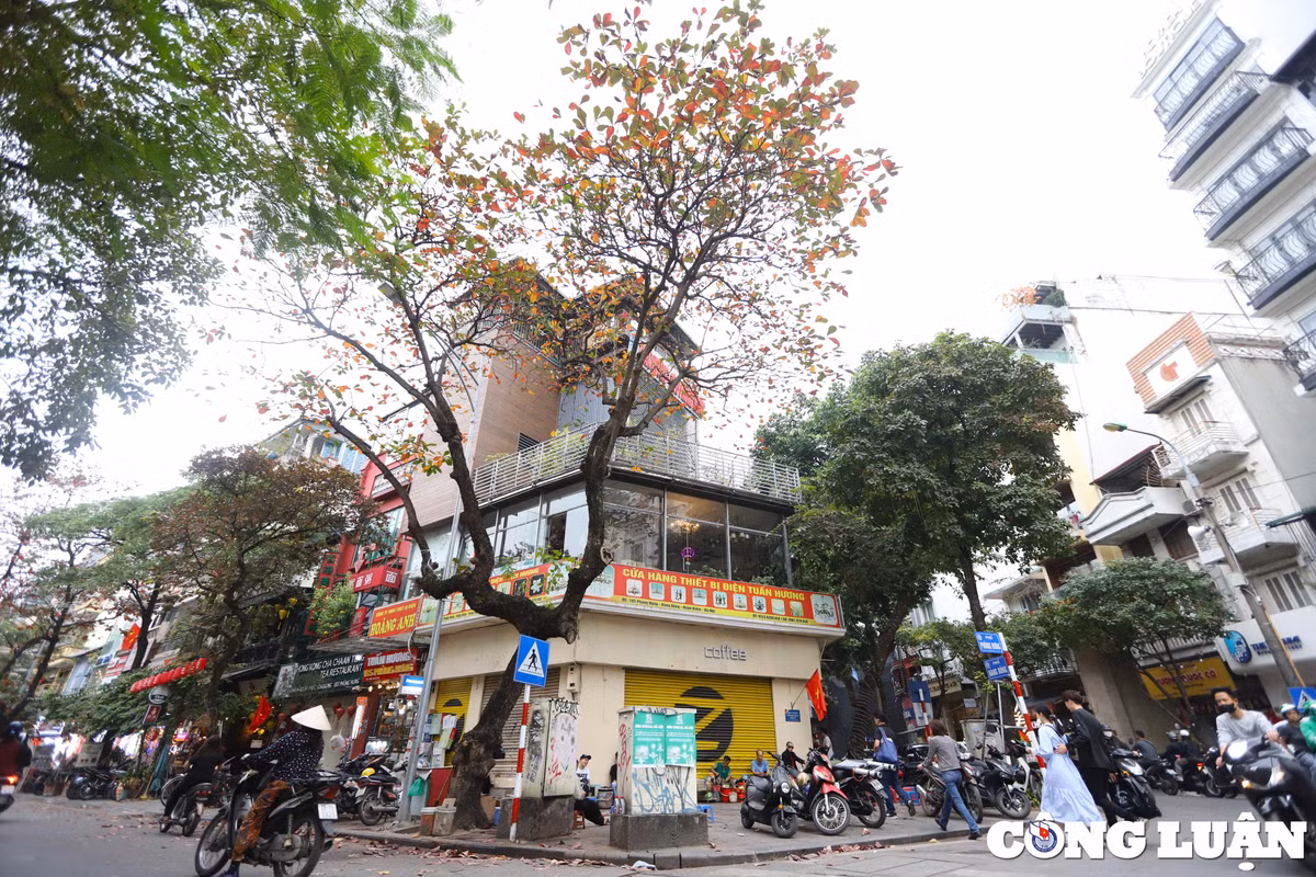 Mọi ngõ ngách của Hà Nội, chúng ta đều dễ thấy được hình ảnh những cây bằng với sắc lá rực đỏ.