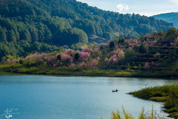 Day la 5 diem ngam mai anh dao dep nhat o Da Lat-Hinh-5