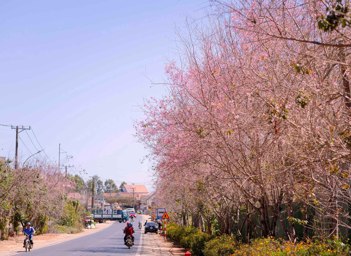 Day la 5 diem ngam mai anh dao dep nhat o Da Lat-Hinh-4