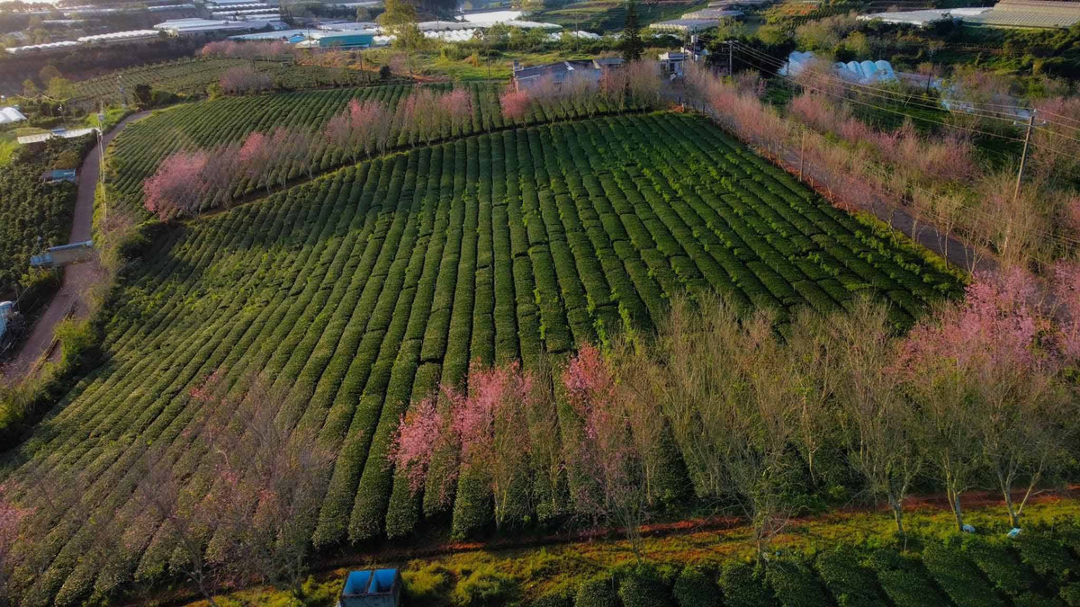 Day la 5 diem ngam mai anh dao dep nhat o Da Lat