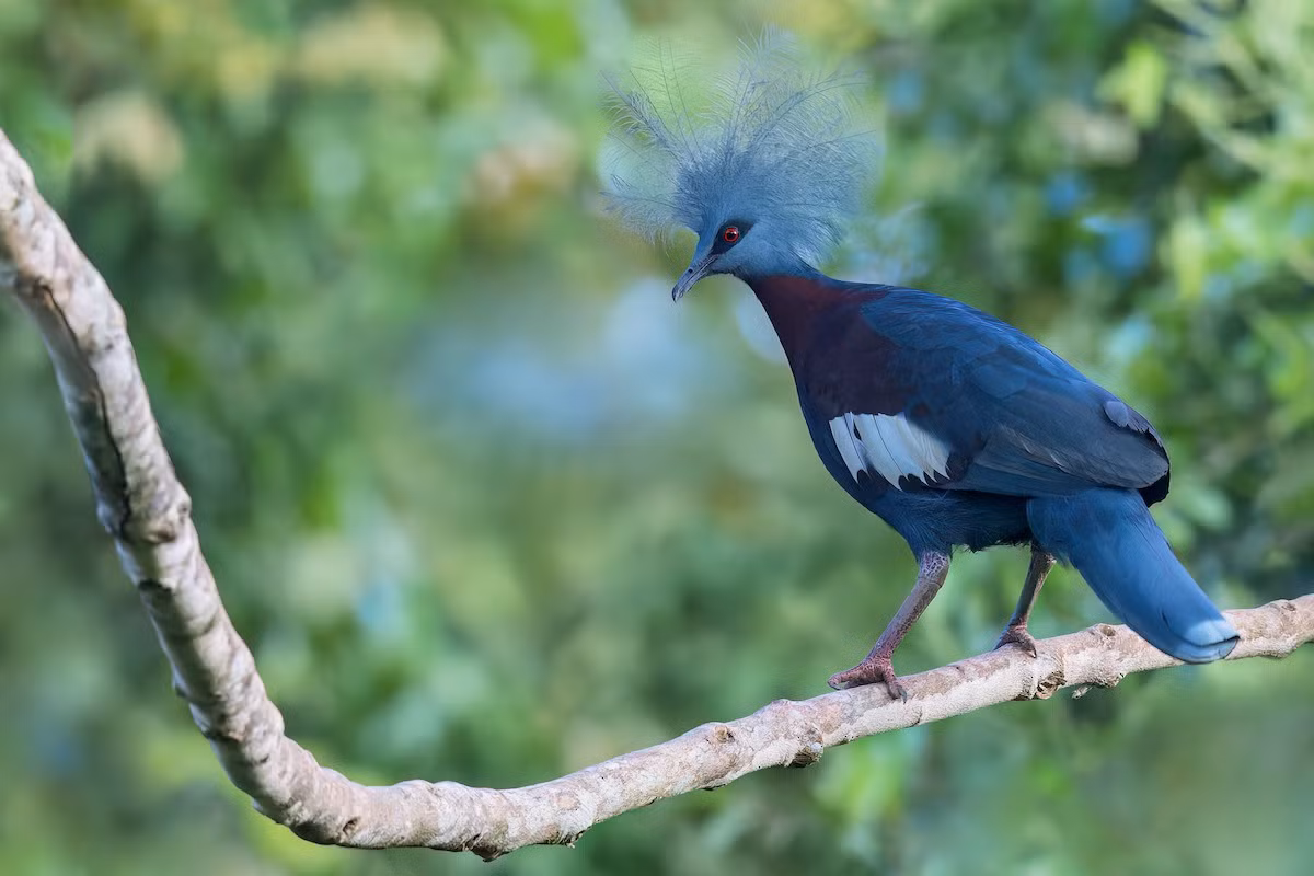 Trong bốn loài này, hai loài đầu tiên thuộc diện Sắp nguy cấp, hai loài còn lại thuộc diện Sắp bị đe dọa, theo Sách Đỏ IUCN. Ảnh: eBird.