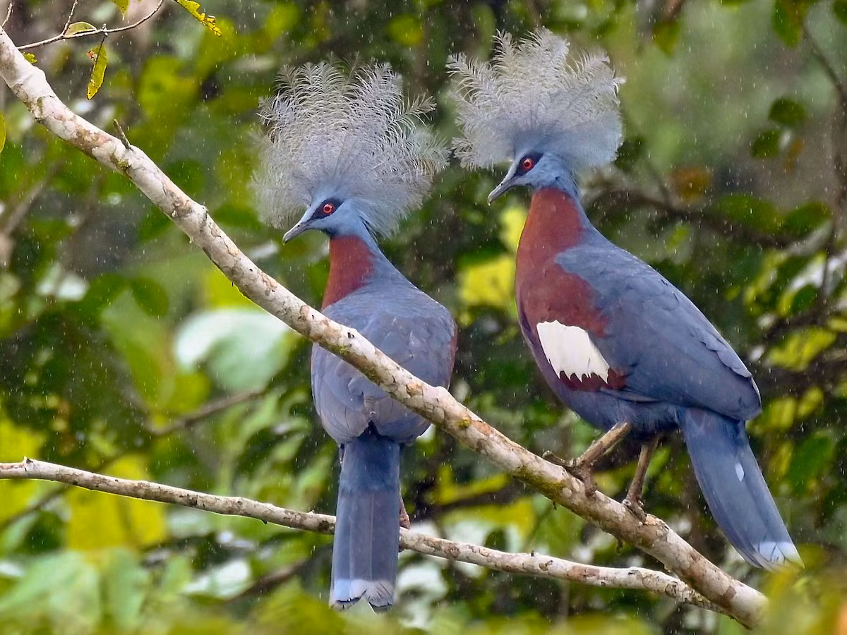 Con trống và con mái có ngoại hình gần giống hệt nhau. Trong quá trình kết đôi, con trống sẽ phát ra tiếng kêu như thủ thỉ và "cúi chào" con cái. Ảnh: eBird.