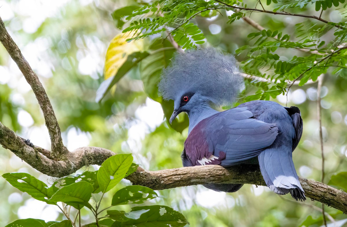 Trong đó, bồ câu vương miện phía Tây (Goura cristata) là loài điển hình nhất, phân bố ở phía Tây Bắc đảo New Guinea. Ảnh: eBird.