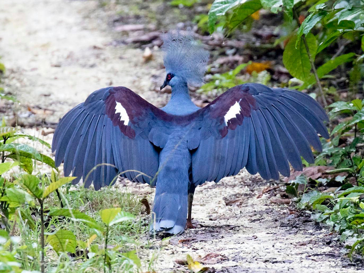 Cố bốn loài bồ câu vương miện đã được ghi nhận với khu vực phân bố khá gần nhau và có ít sự khác biệt về ngoại hình. Ảnh: eBird.