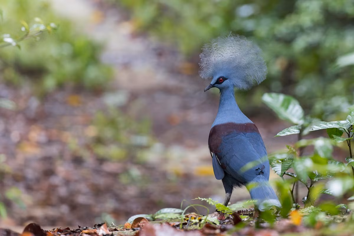 Mối đe dọa chính với các loài bồ câu vương miện là tình trạng suy thoái rừng, biến đổi khí hậu và các hoạt động của con người. Ảnh: eBird.