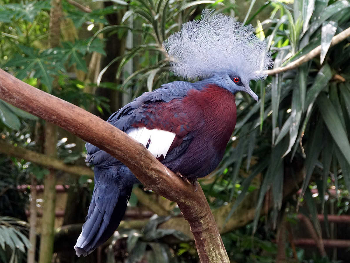 Bồ câu vương miện Scheepmaker (Goura scheepmakeri) phân bố ở phía Đông Nam đảo New Guinea. Ảnh: Geert Haustraete / Flickr.