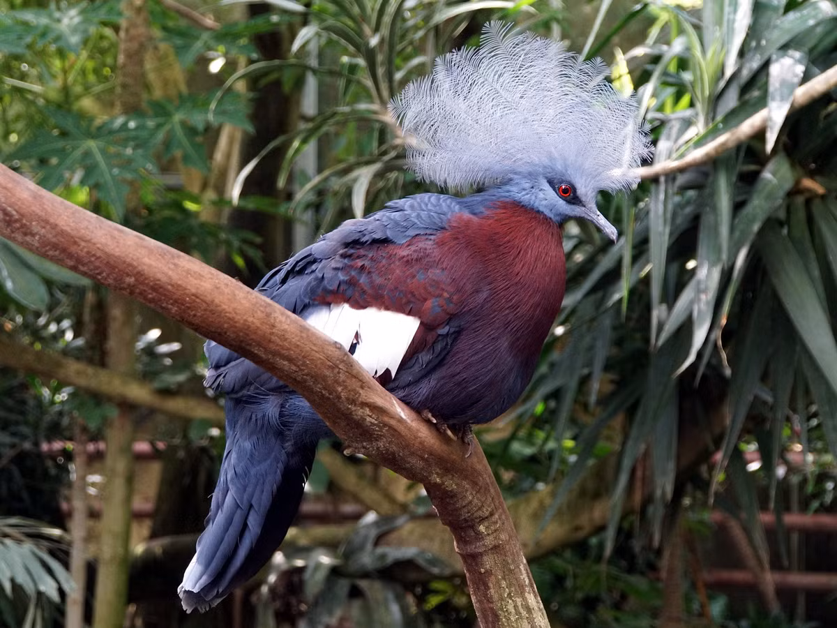 Bồ câu vương miện Scheepmaker (Goura scheepmakeri) phân bố ở phía Đông Nam đảo New Guinea. Ảnh: Geert Haustraete / Flickr.