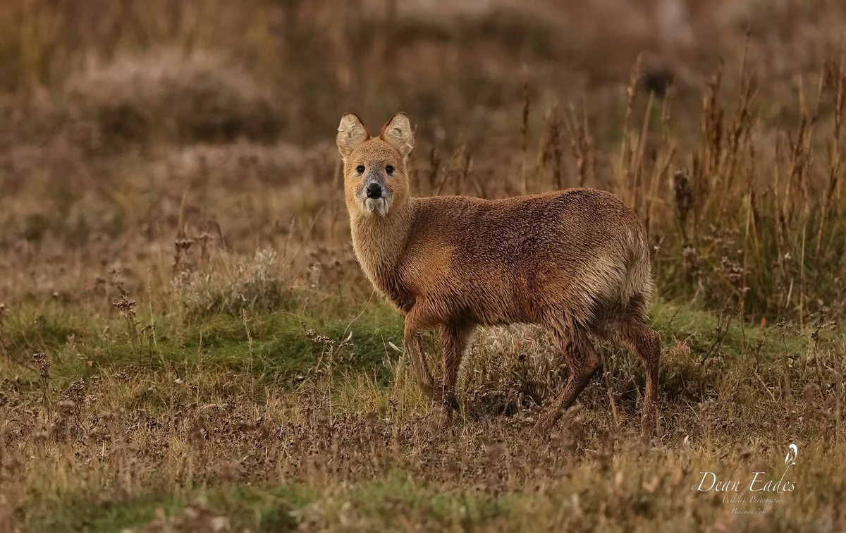 Hươu nước Trung Quốc (Hydropotes inermis) dài 45-55 cm, phân bố ở vùng ven biển phía Đông Trung Quốc và bán đảo Triều Tiên. Đây là loài duy nhất trong họ Hươu nai không có gạc ở cả hai giới. Con đực có răng nanh dài đến 8 cm. Ảnh: BirdGuides.
