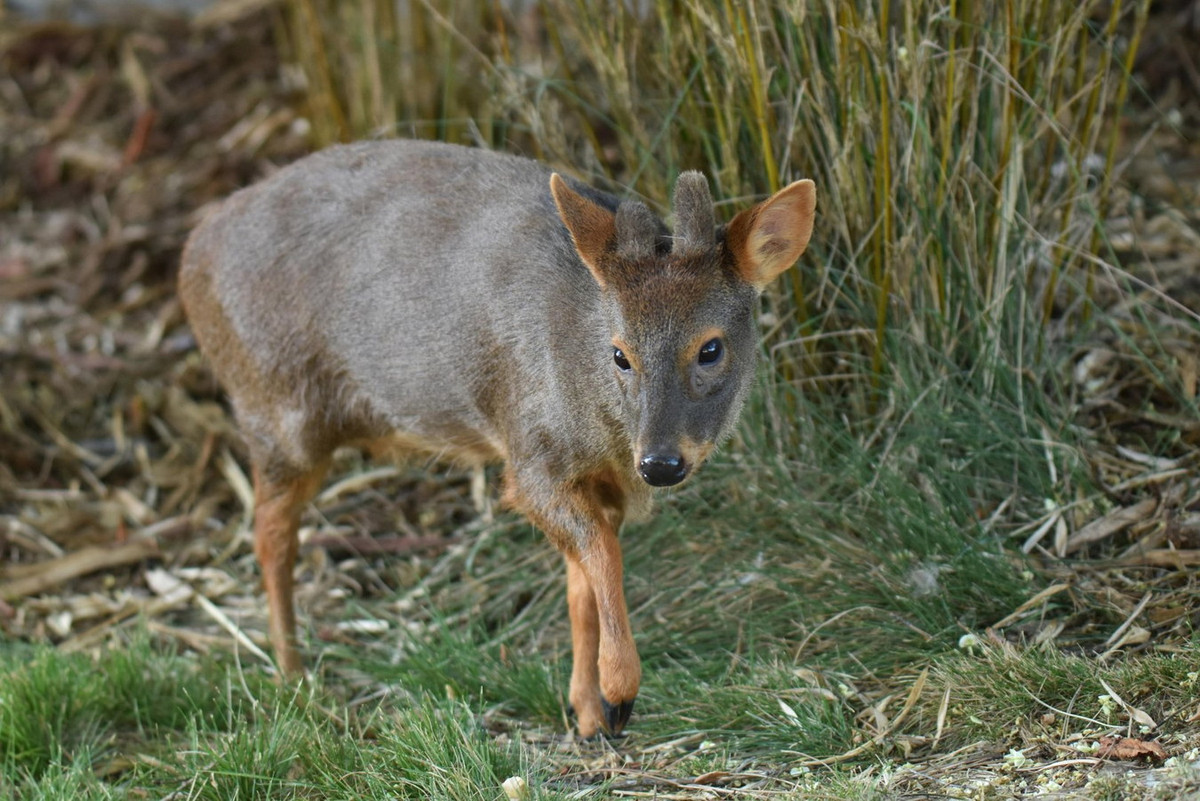 Hươu Pudu Chile (Pudu puda) dài 35-45 cm, sống ở các khu rừng mưa ôn đới Argentina và Chile. Đây là một trong những loài hươu nhỏ nhất thế giới. Ảnh: ZooChat.