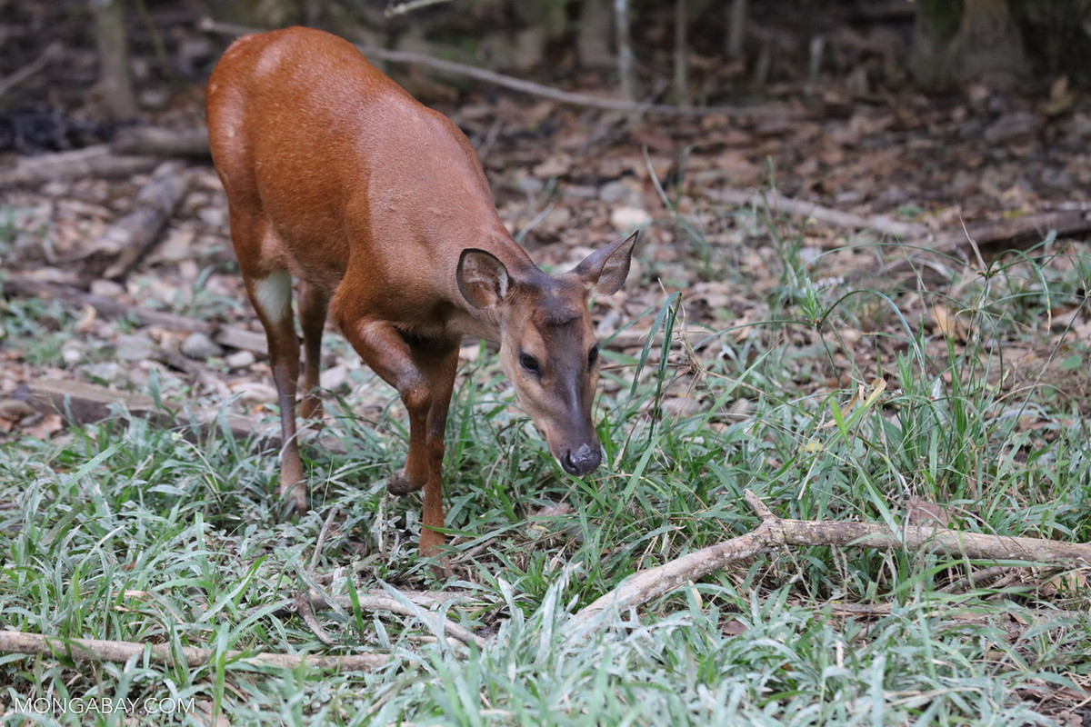 Hoẵng đỏ Nam Mỹ (Mazama americana) dài 35-75 cm, sống trong rừng rậm Nam Mỹ. Loài hươu nhỏ sống đơn độc này thích ăn quả hơn lá cây. Con đực có gạc ngắn, không phân nhánh. Ảnh: Nature pictures.