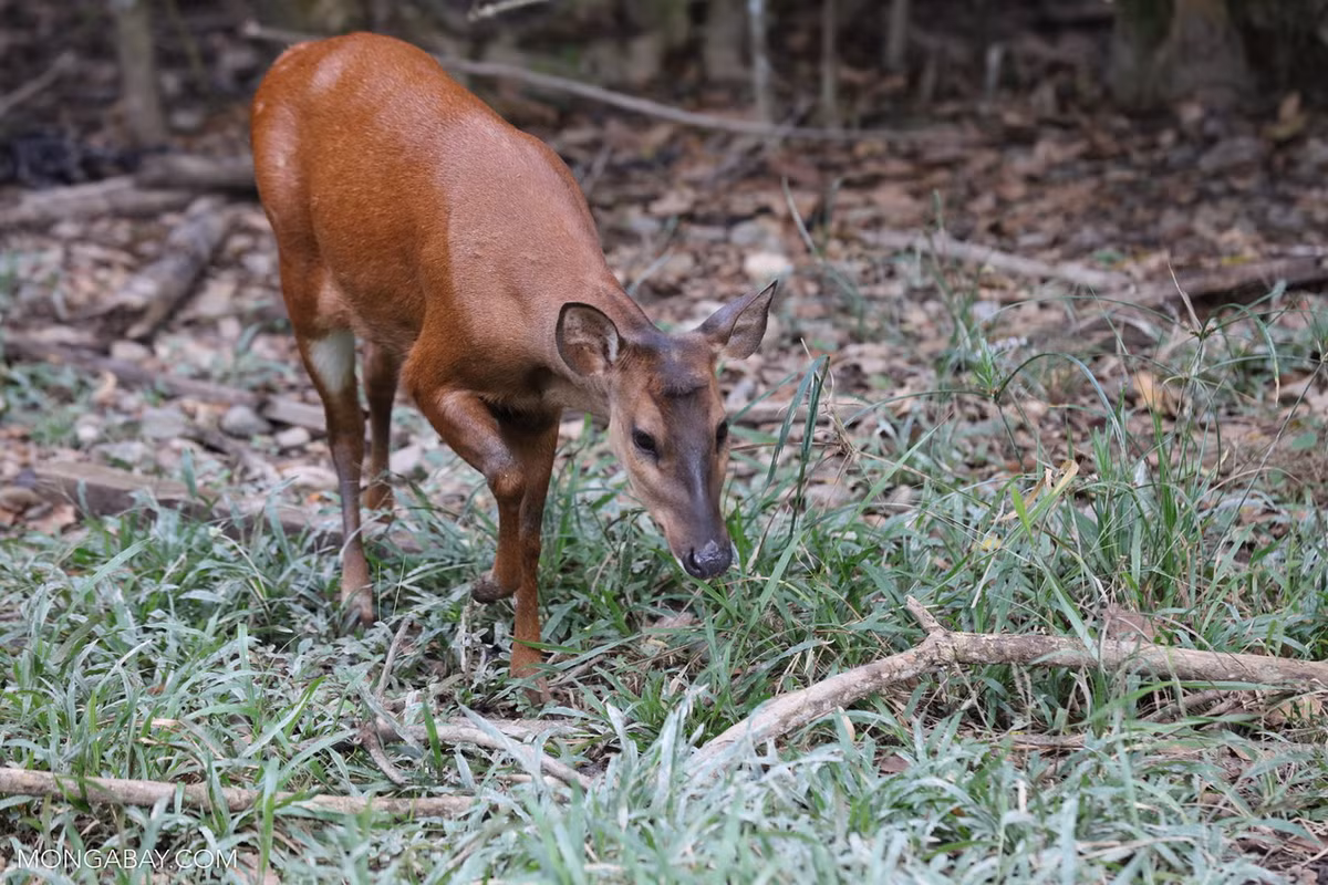 Hoẵng đỏ Nam Mỹ (Mazama americana) dài 35-75 cm, sống trong rừng rậm Nam Mỹ. Loài hươu nhỏ sống đơn độc này thích ăn quả hơn lá cây. Con đực có gạc ngắn, không phân nhánh. Ảnh: Nature pictures.