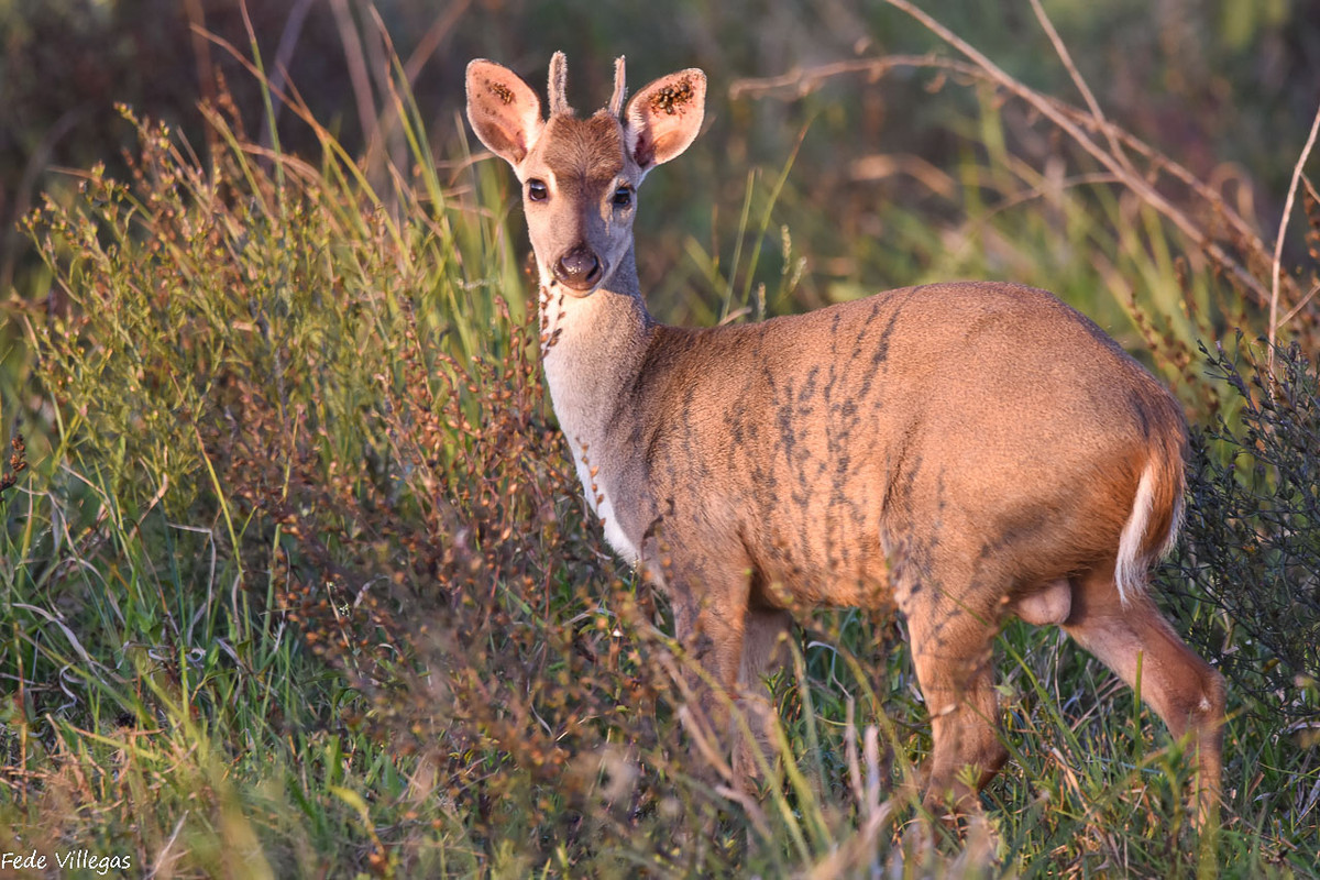 Hoẵng nâu Nam Mỹ (Mazama gouazoubira) dài 55-70 cm, sống ở trảng cây bụi và bụi rậm trong rừng ở Trung và Nam Mỹ. Loài này chủ yếu ăn quả và ăn xương rồng vào mùa khô. Ảnh: EcoRegistros.