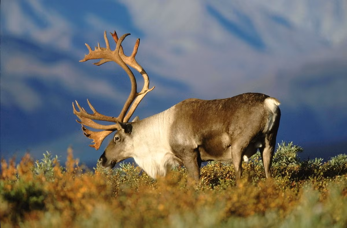 Tuần lộc (Rangifer tarandus) dài 0,8-1,5 mét, sinh sống ở các khu vực cận Bắc Cực. Lòng bàn chân của loài này co lại vào mùa đông làm nhô ra vành móng, giúp chúng đào bới tuyết để tìm thức ăn là địa y. Ảnh: The Wolf Intelligencer.