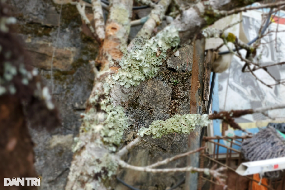 Thuong lai lien tuc “chot don” dao moc nhu... canh cui kho