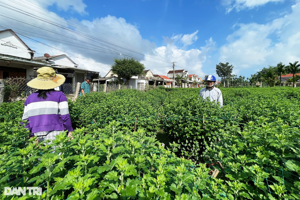 Cuc Tet vua dom nu, thuong lai da mua ca vuon-Hinh-2