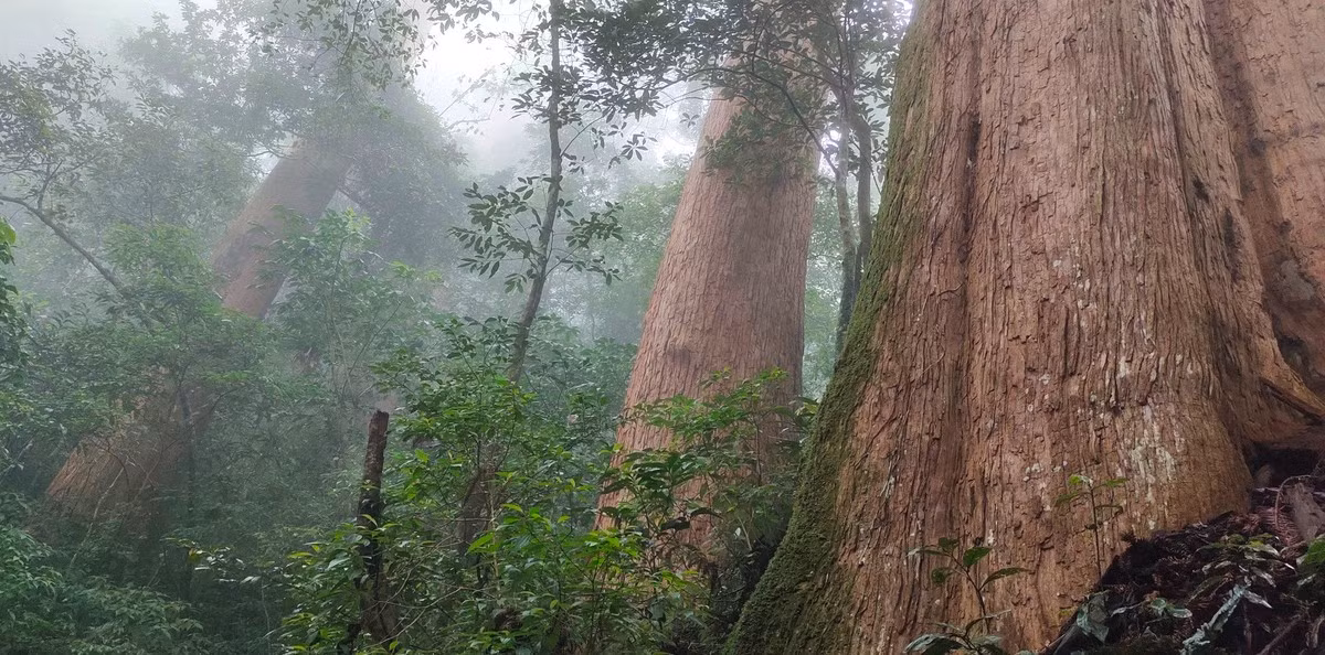 Sa mu dầu là nguồn gen quý hiếm thuộc nhóm 1A trong Danh mục thực vật rừng, động vật rừng nguy cấp, quý hiếm và được ghi trong Sách Đỏ Việt Nam. Loài cây này không chỉ có ý nghĩa về mặt khoa học mà còn có giá trị kinh tế rất cao. Gỗ Sa mu dầu là loại gỗ quý, bền, ít mối mọt, có mùi thơm đặc trưng, hoa vân, màu sắc rất đẹp. Sa mu dầu đang đối mặt với nguy cơ đe dọa tuyệt chủng và cần sự ưu tiên trong công tác bảo tồn.