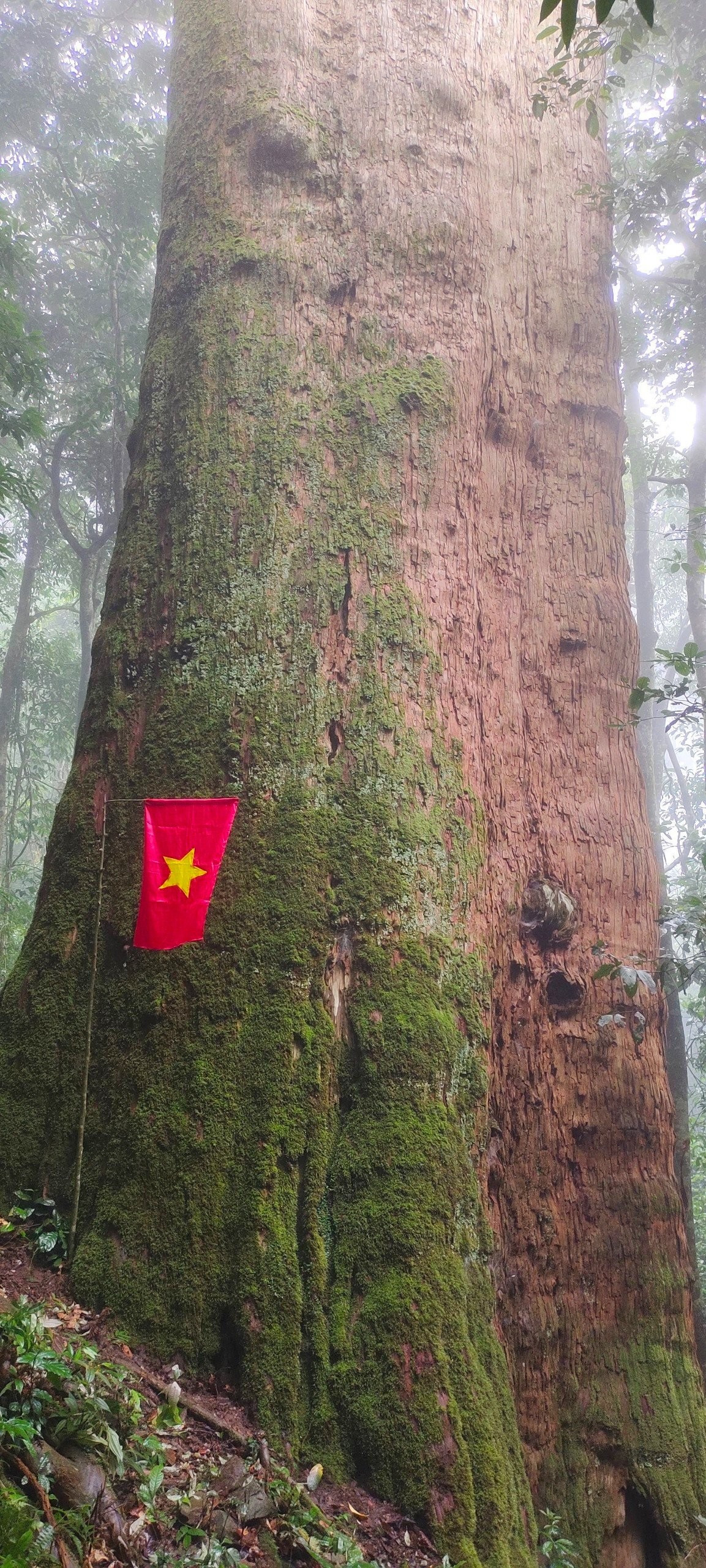 Cây Sa mu dầu có tên khoa học là Cunninghamia konishii Hayata, thuộc họ Hoàng đàn (Cupressaceae). Đồng bào dân tộc Thái tại huyện Con Cuông (Nghệ An) gọi cây này là cây Mậy Pẹc. Cây Sa mu chủ yếu phân bố trong những cánh rừng nguyên sinh chạy dọc biên giới Việt - Lào, khu vực hỗn giao giữa cây lá rộng và cây lá kim, với độ cao trên 1.000 m so với mực nước biển, và là nơi có độ dốc từ 12 độ đến 40 độ. Riêng cây Sa mu dầu di sản này nằm ở thượng nguồn Khe Bu thuộc địa bàn xã Châu Khê (huyện Con Cuông).