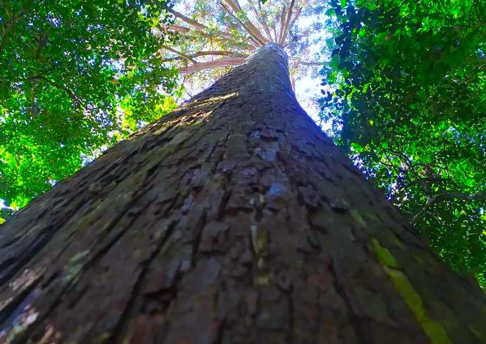 Ngoài quần thể cây Sa mu dầu "khổng lồ", trong Vườn quốc gia Pù Mát cũng có hệ thực vật đa dạng phong phú với nhiều loài, nhiềucây cổ thụ.