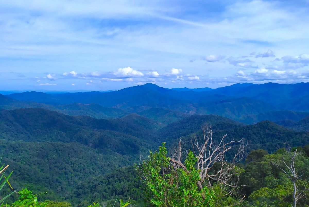  Vườn quốc gia Pù Mát là một khu rừng đặc dụng, có diện tích 94.804 ha, trải rộng trên 3 huyện Tương Dương, Con Cuông và Anh Sơn của tỉnhNghệ An. Theo tiếng đồng bào dân tộc Thái, Pù Mát có nghĩa là những con dốc cao. Vườn quốc gia Pù Mát được xác định là vùng lõi của khu dự trữ sinh quyển miền tây Nghệ An do UNESCO công nhận năm 2007.