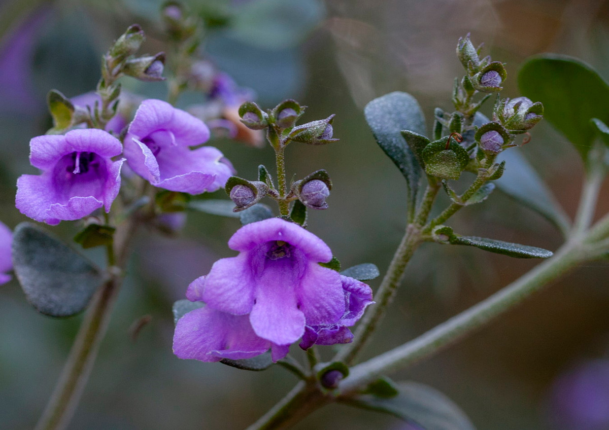 Bạc hà Úc lá tròn (Prostanthera rotundifolia) cao 3 mét, mọc trong rừng thưa từ Queénland đến Tasmania ở Australia. Loài cây bụi thơm này có lá tròn, nở hoa có màu hồng đến tím vào mùa xuân. Ảnh: iNaturalist.