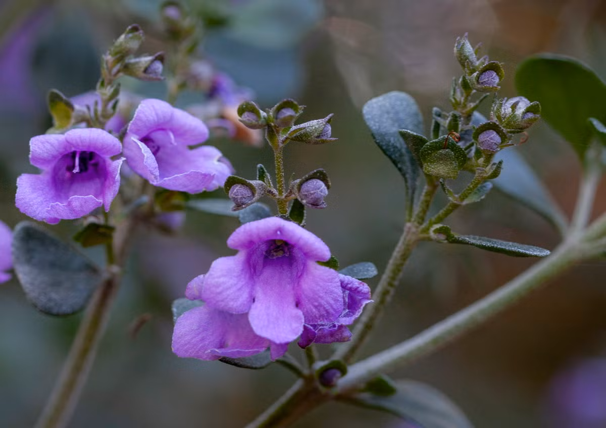 Bạc hà Úc lá tròn (Prostanthera rotundifolia) cao 3 mét, mọc trong rừng thưa từ Queénland đến Tasmania ở Australia. Loài cây bụi thơm này có lá tròn, nở hoa có màu hồng đến tím vào mùa xuân. Ảnh: iNaturalist.