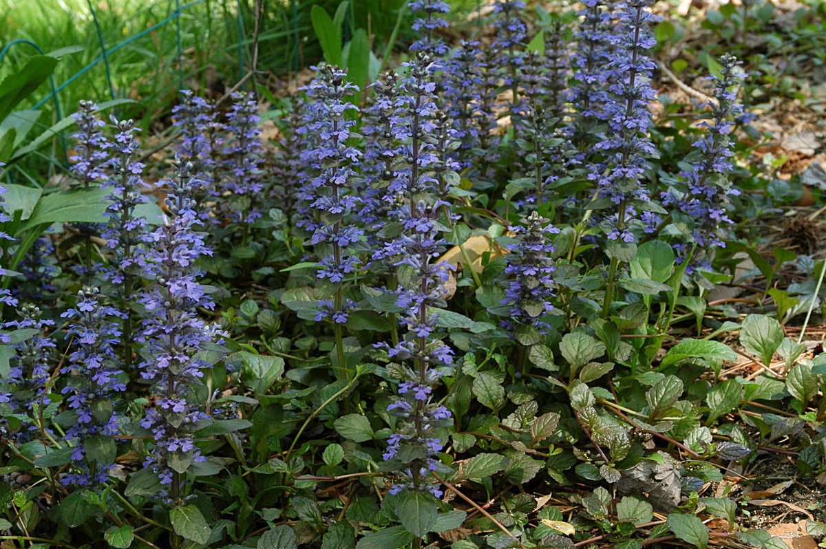 Hạ khô (Ajuga reptans) cao 30 cm, phân bố khắp châu Âu, Bắc Phi và Tây Nam Á. Loài cây lưu niên mọc trên đồng cỏ và rừng này có các cuống hoa mọc từ thân bò lan xa. Ảnh: Wikipedia.