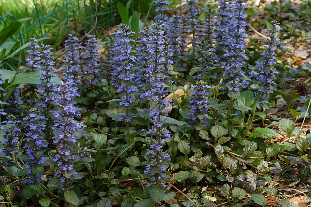 Hạ khô (Ajuga reptans) cao 30 cm, phân bố khắp châu Âu, Bắc Phi và Tây Nam Á. Loài cây lưu niên mọc trên đồng cỏ và rừng này có các cuống hoa mọc từ thân bò lan xa. Ảnh: Wikipedia.